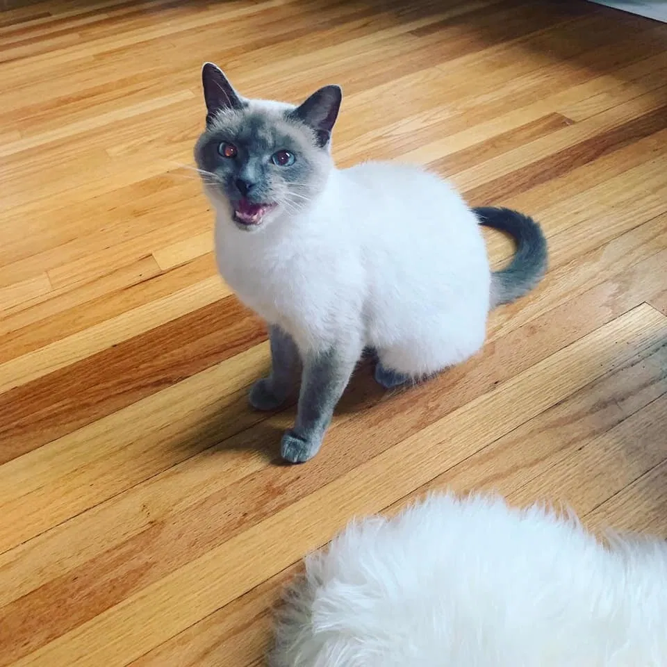 Lost cat in Des Moines, IA, 50310
