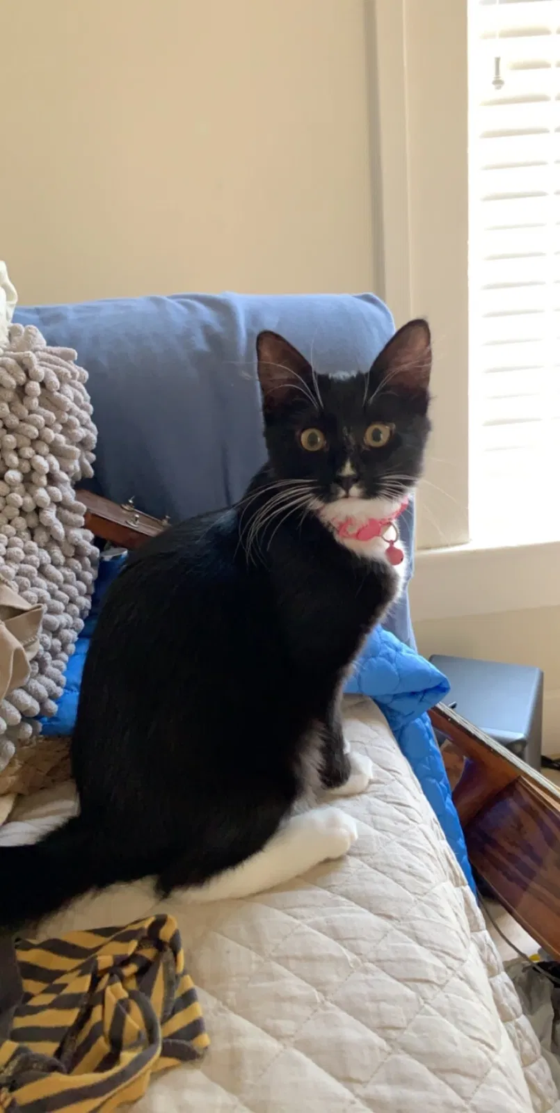 Lost cat in Petaluma, CA, 94952