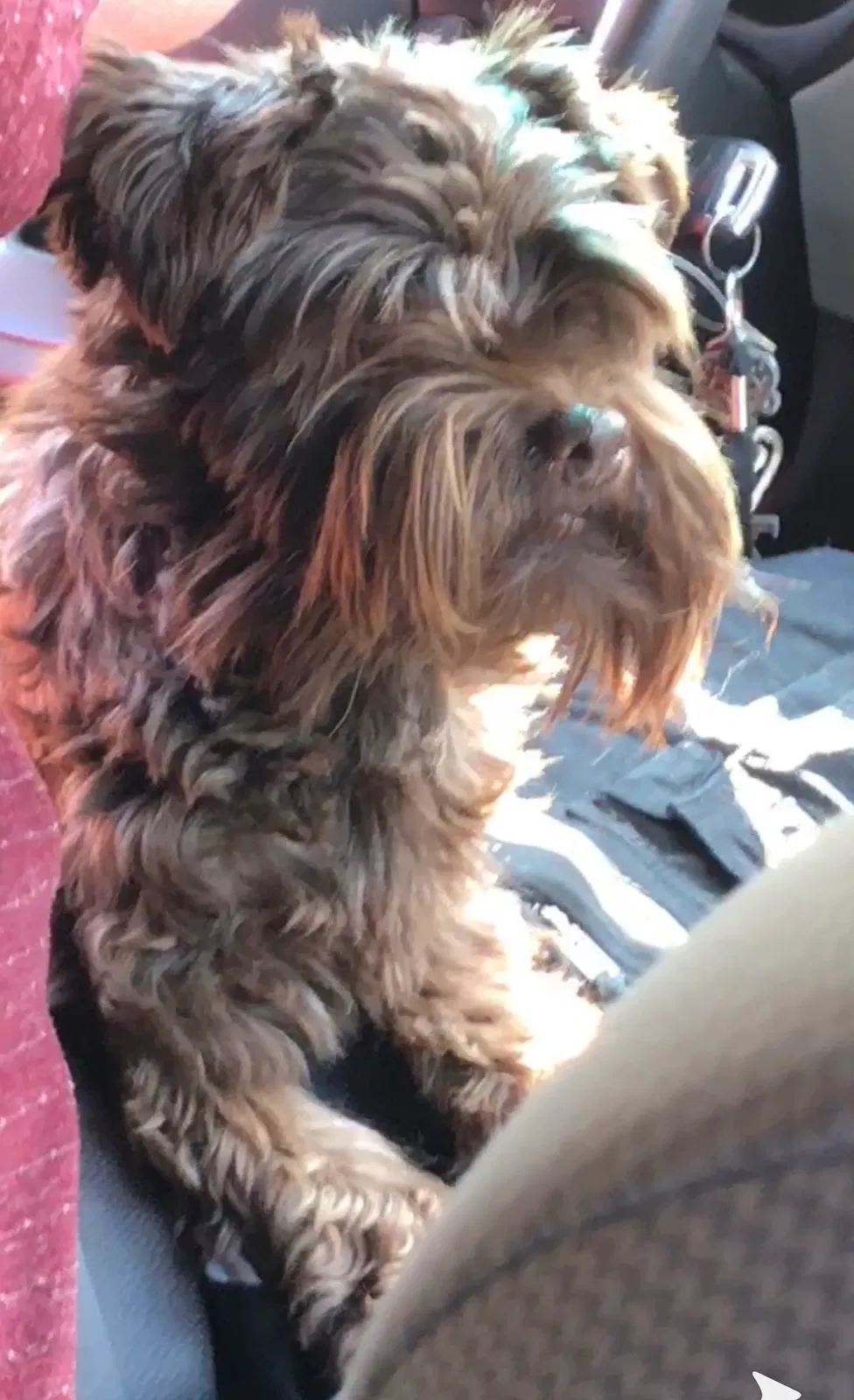 Lost dog in Montgomery, AL, 36106