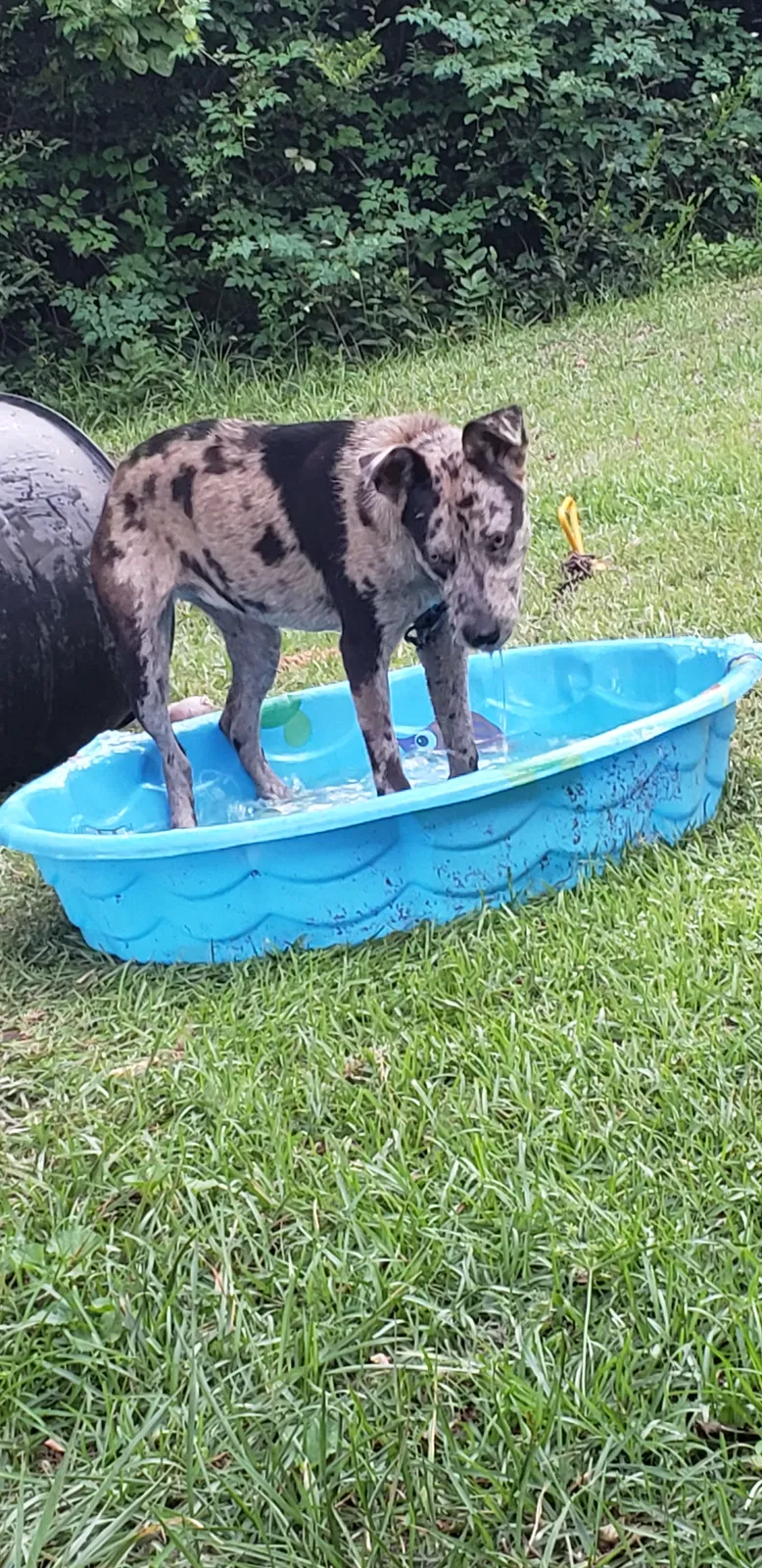 Lost dog in Heath Springs, SC, 29058