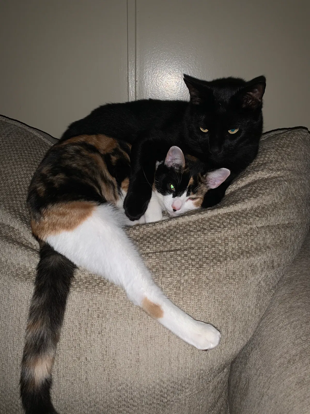 Lost cat in Shreveport, LA, 71106