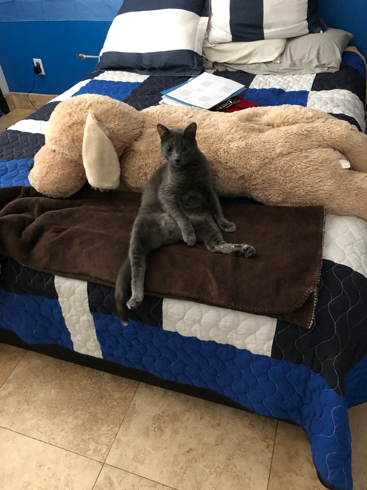 Lost cat in Tucson, AZ, 85718