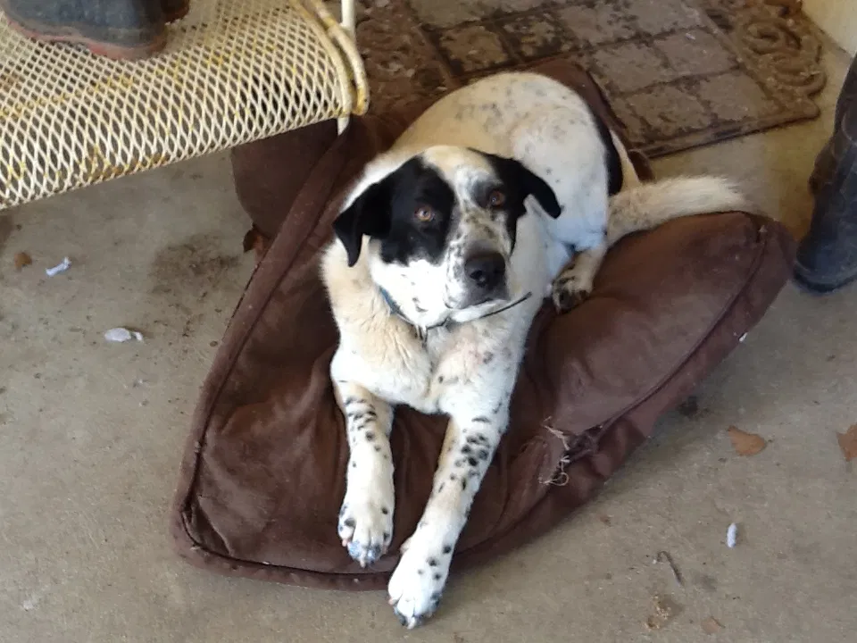 Lost dog in Jacksonville, AR, 72076