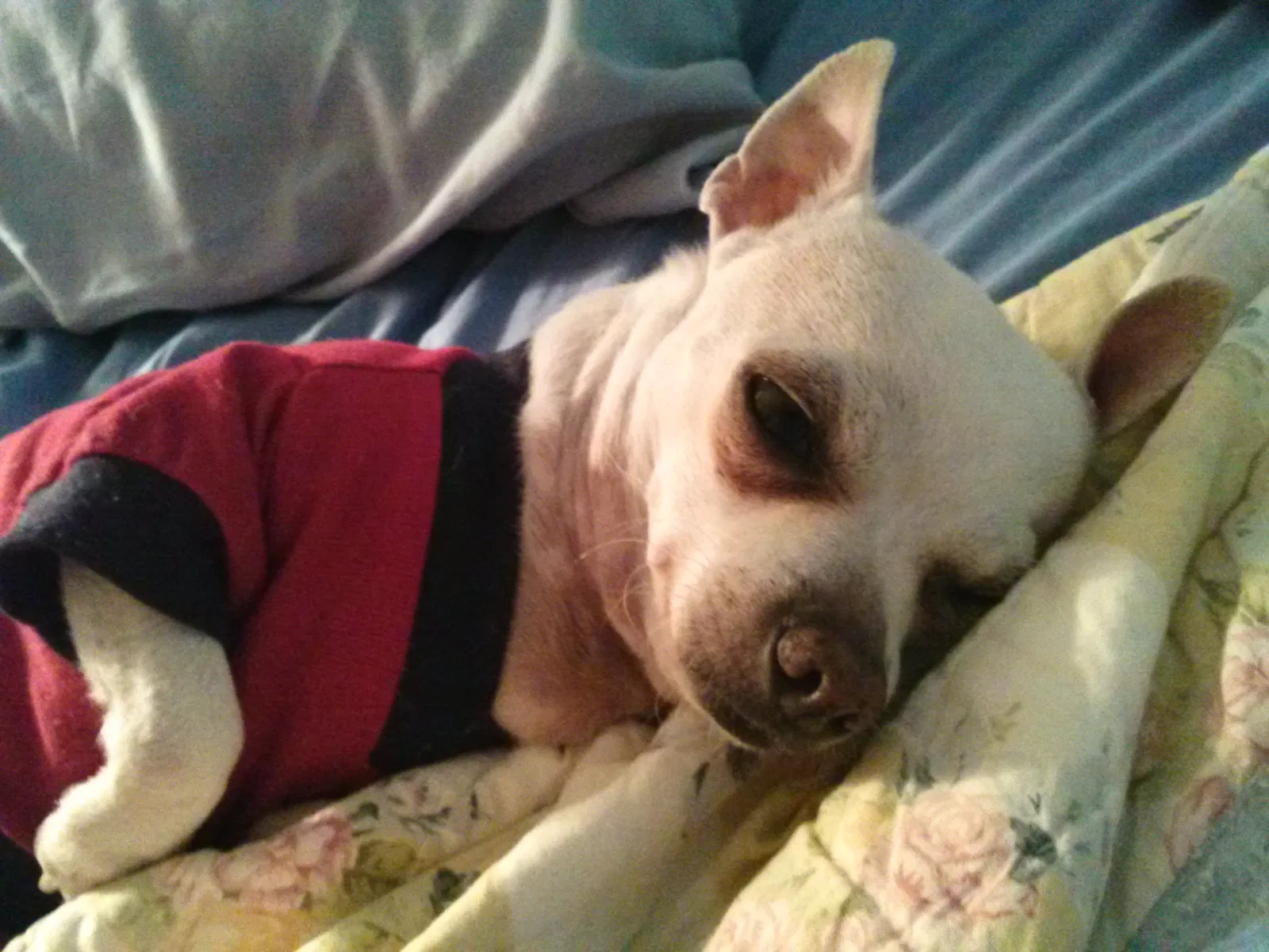 Lost dog in Miami, FL, 33189