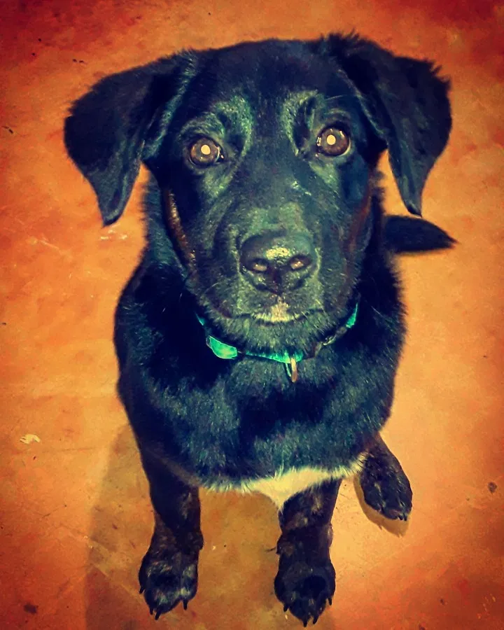 Lost dog in Los Fresnos, TX, 78566