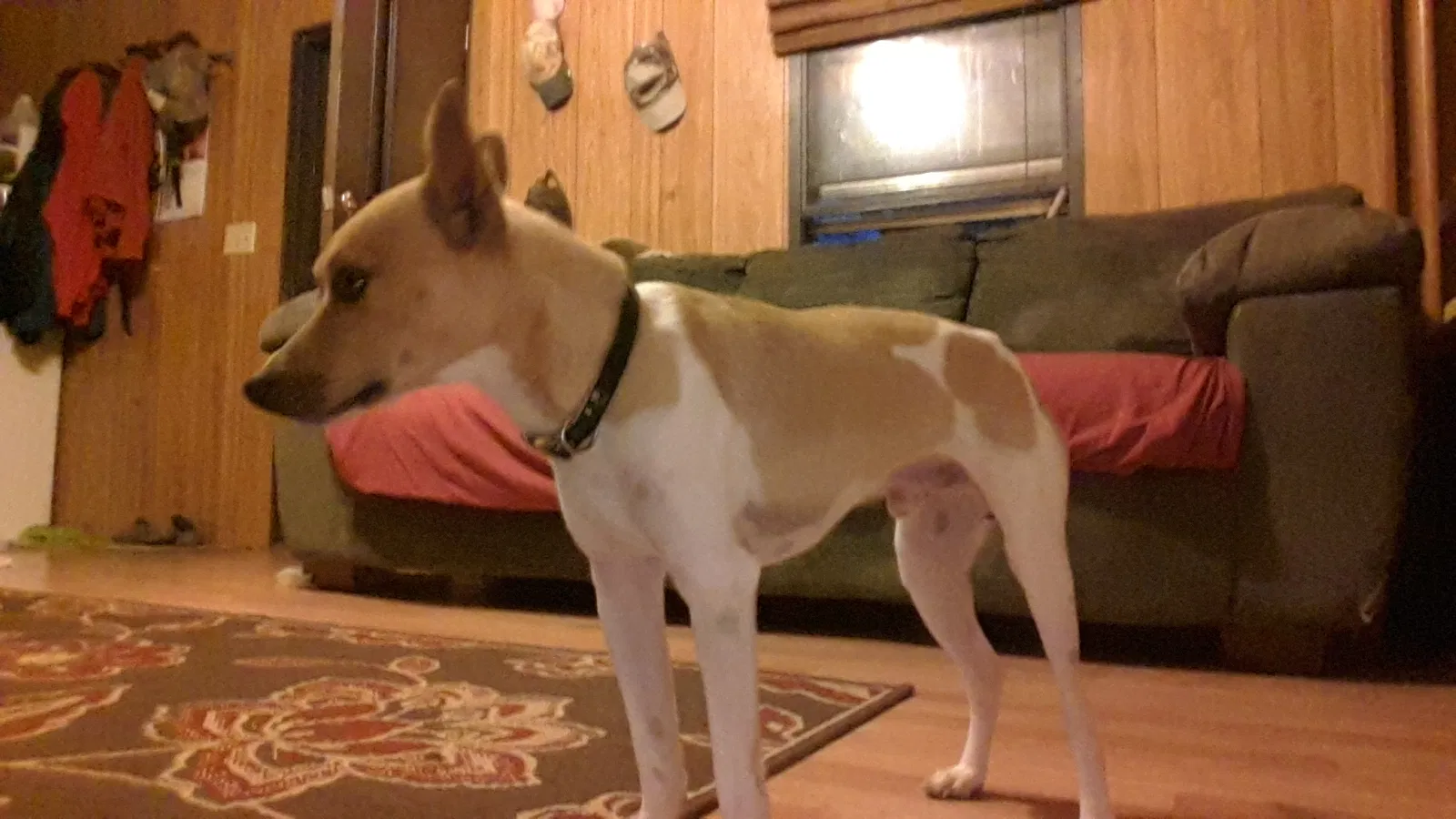 Lost dog in Loranger, LA, 70446