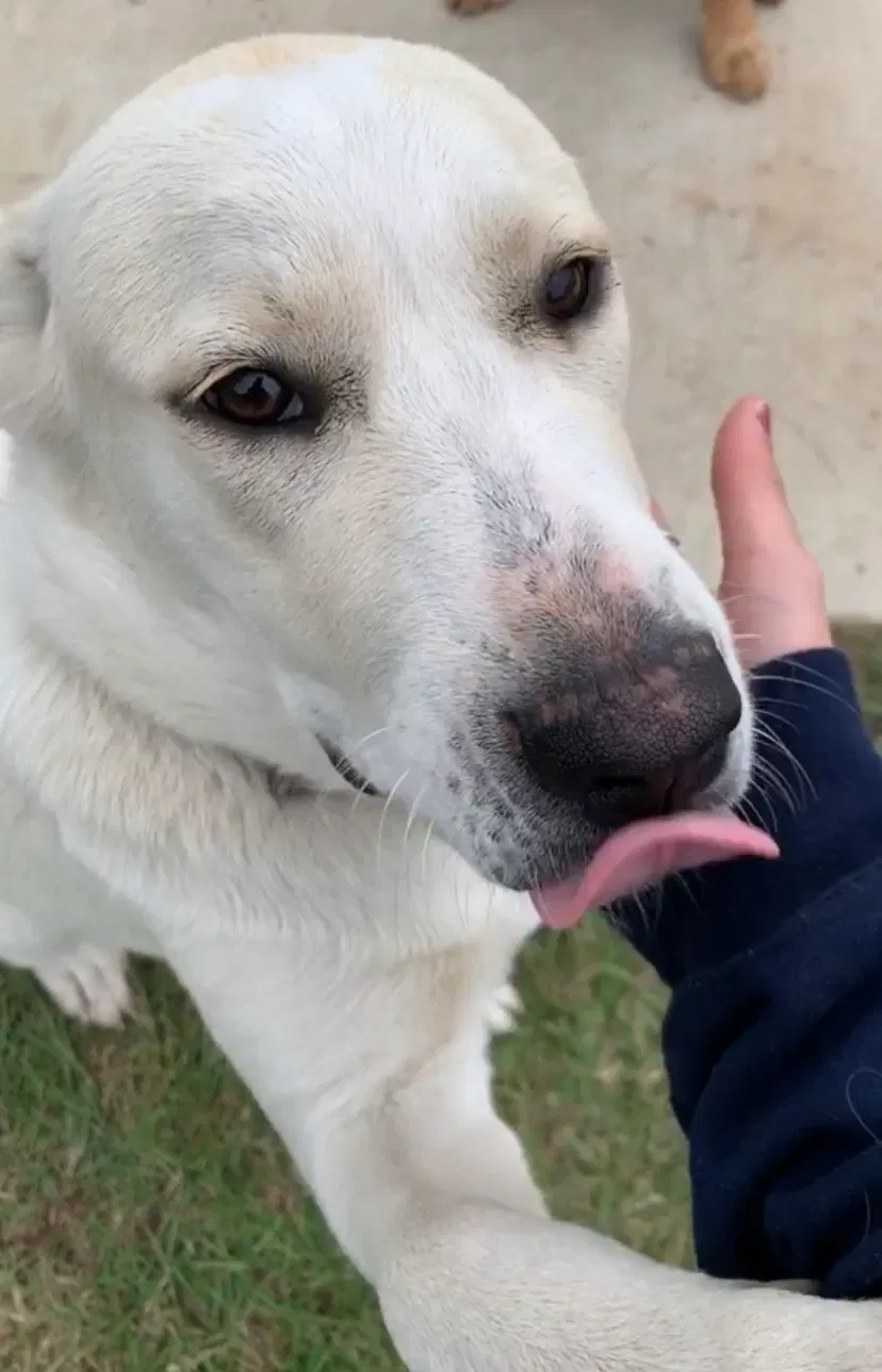 Lost dog in Marshall, TX, 75670
