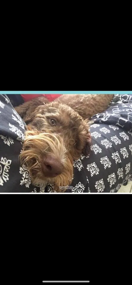 Lost dog in Wills Point, TX, 75169