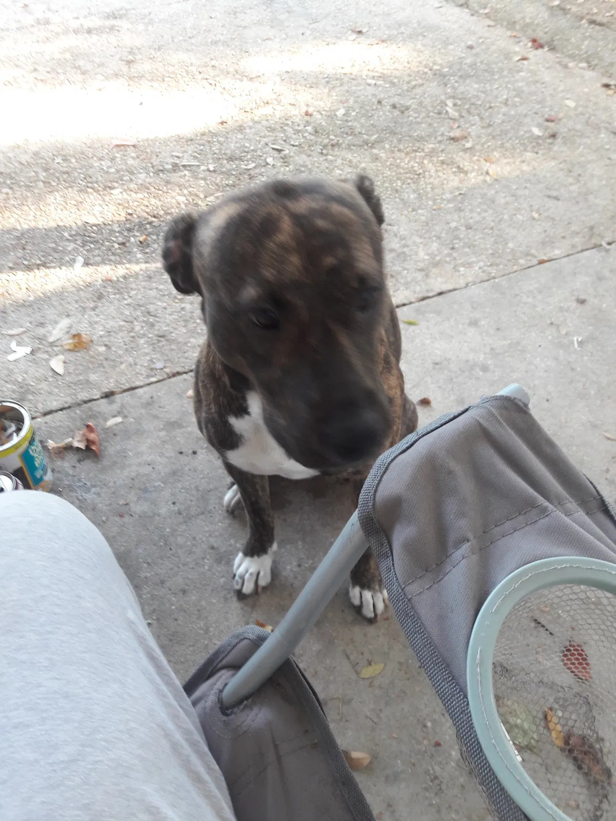 Lost dog in Pensacola, FL, 32503