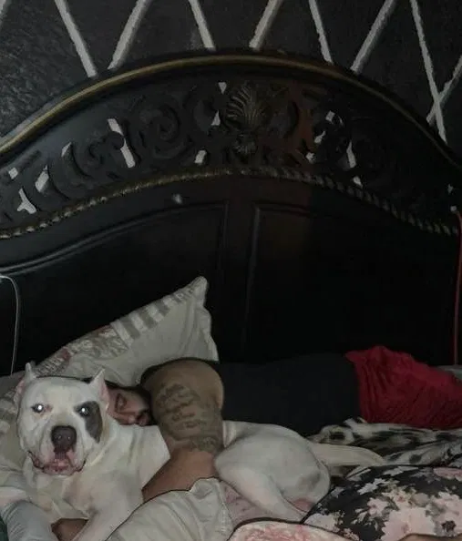 Lost dog in Midland, TX, 79703
