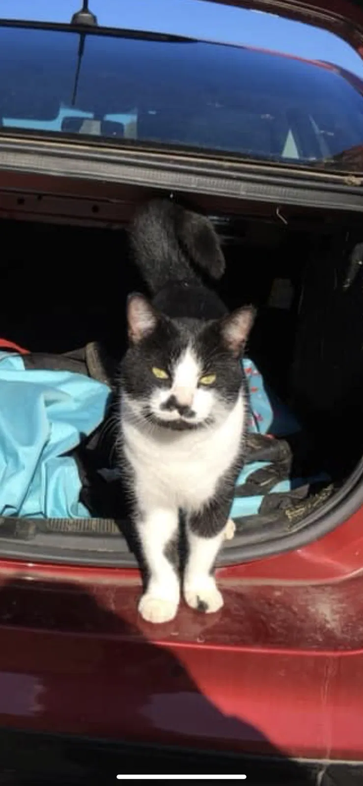 Lost cat in Arlington, TN, 38002