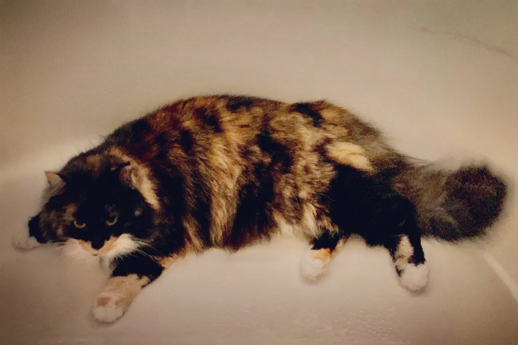 Lost cat in Anna, TX, 75409