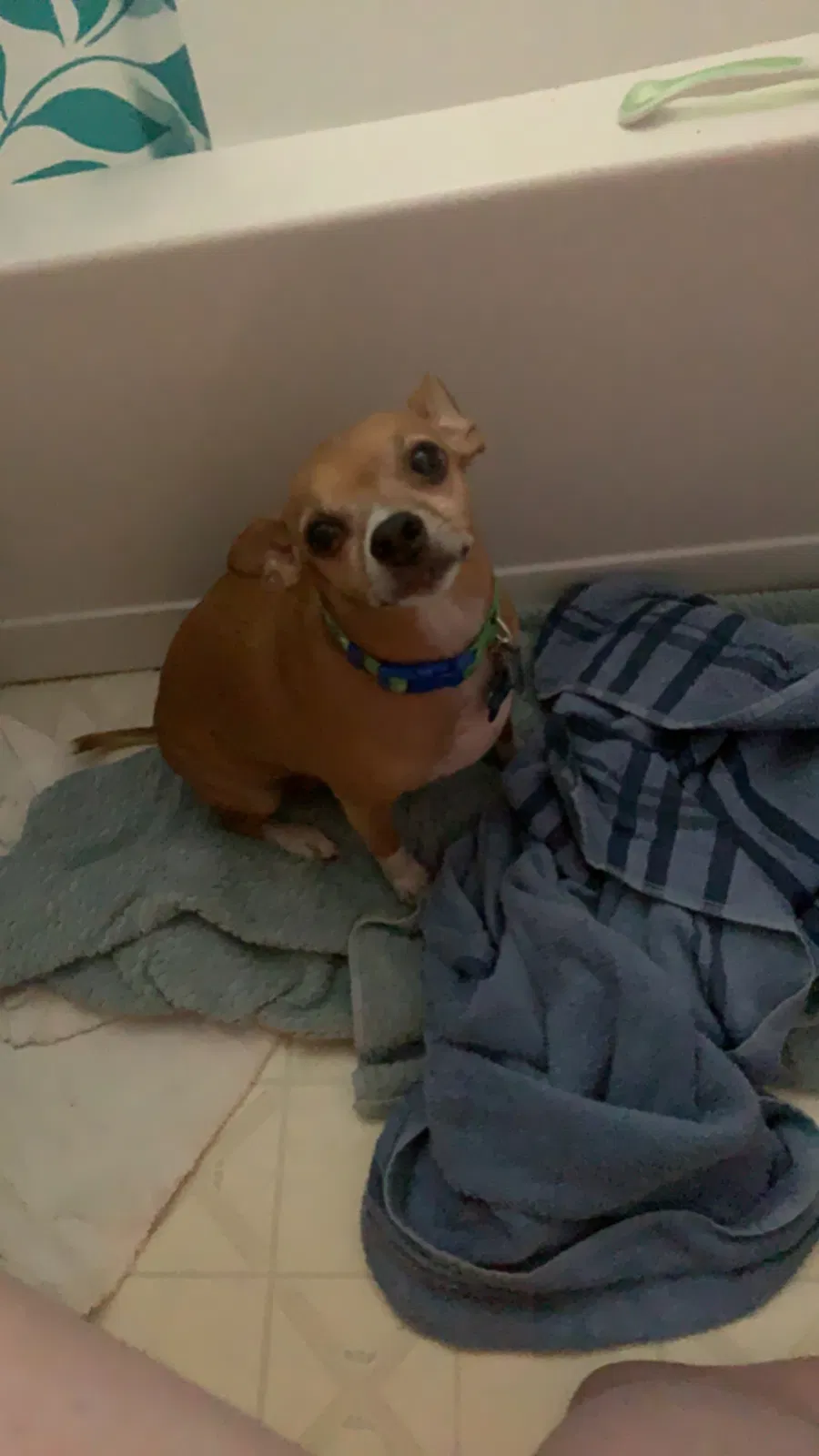 Lost dog in Lexington, SC, 29073