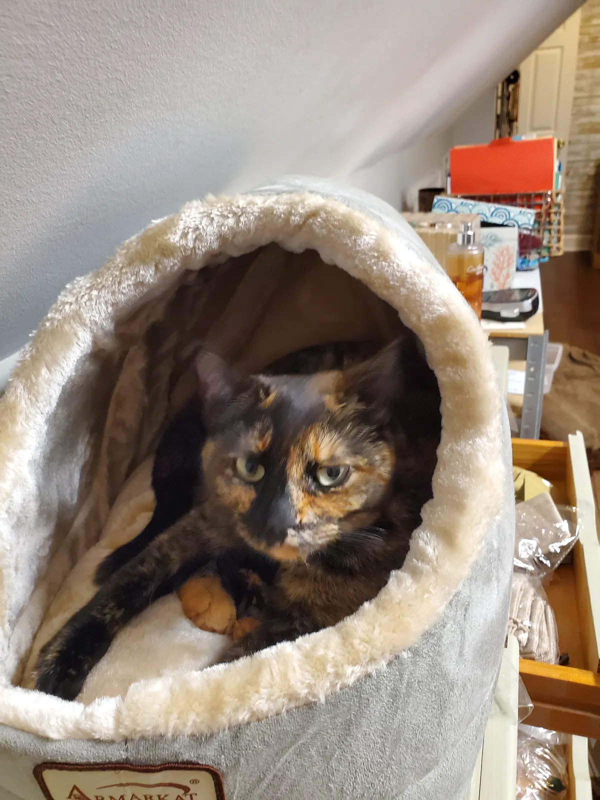 Lost cat in Pleasant View, TN, 37146
