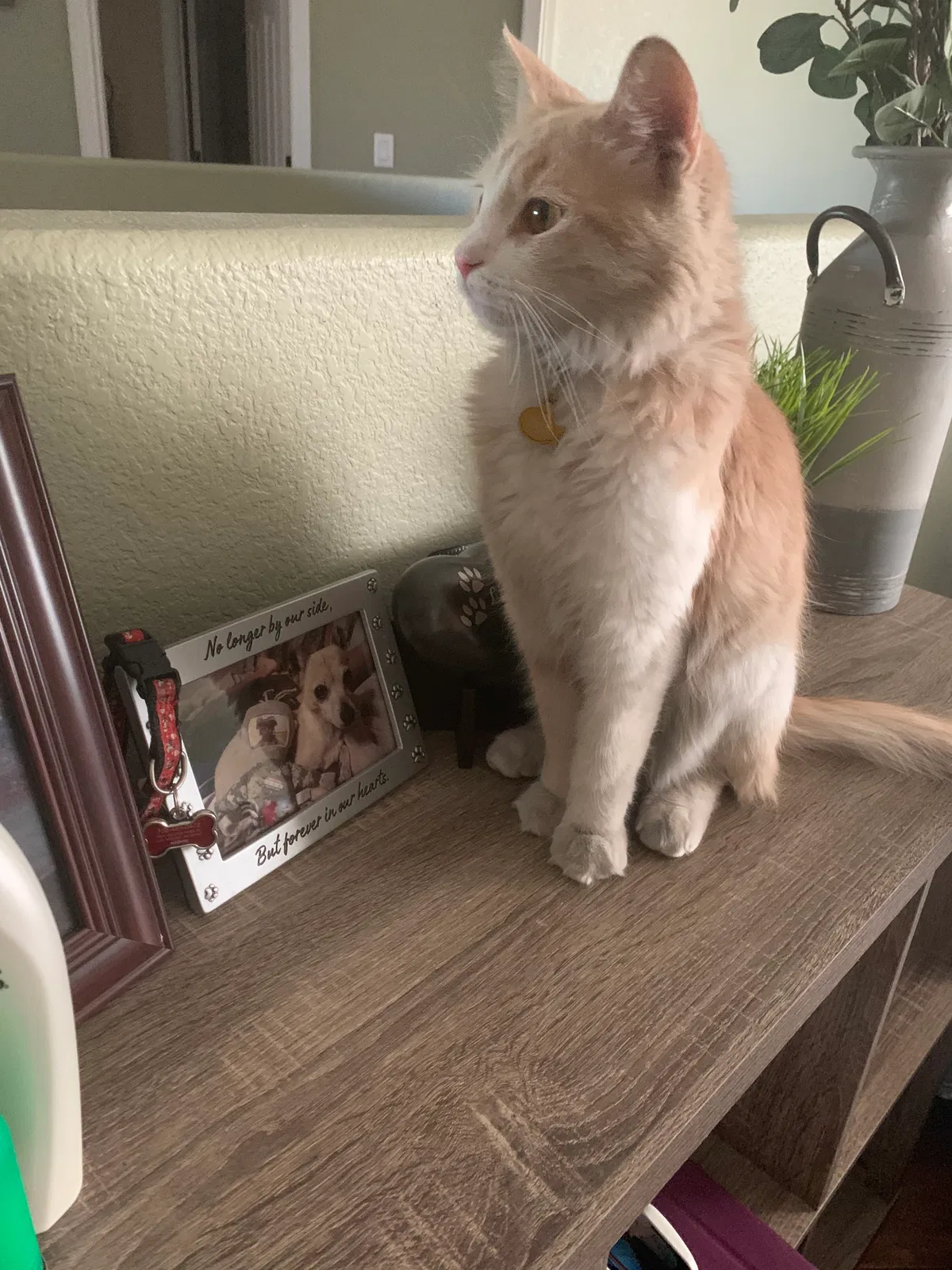 Lost cat in Las Vegas, NV, 89178