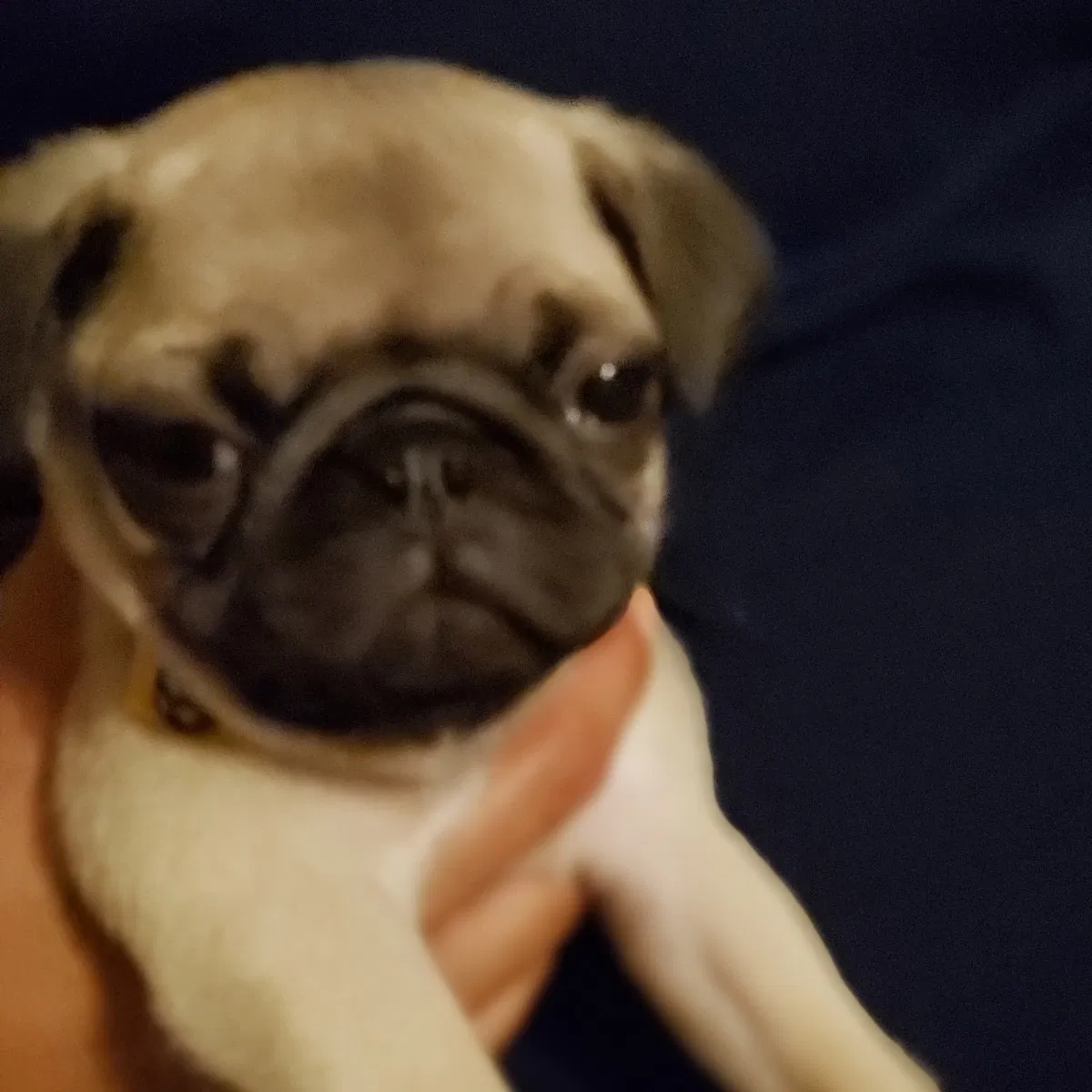 Lost dog in Midland, TX, 79701
