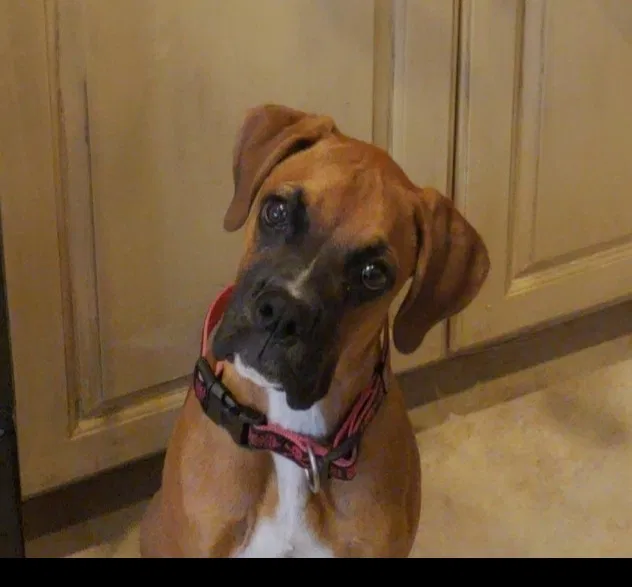 Lost dog in Sun City, CA, 92585