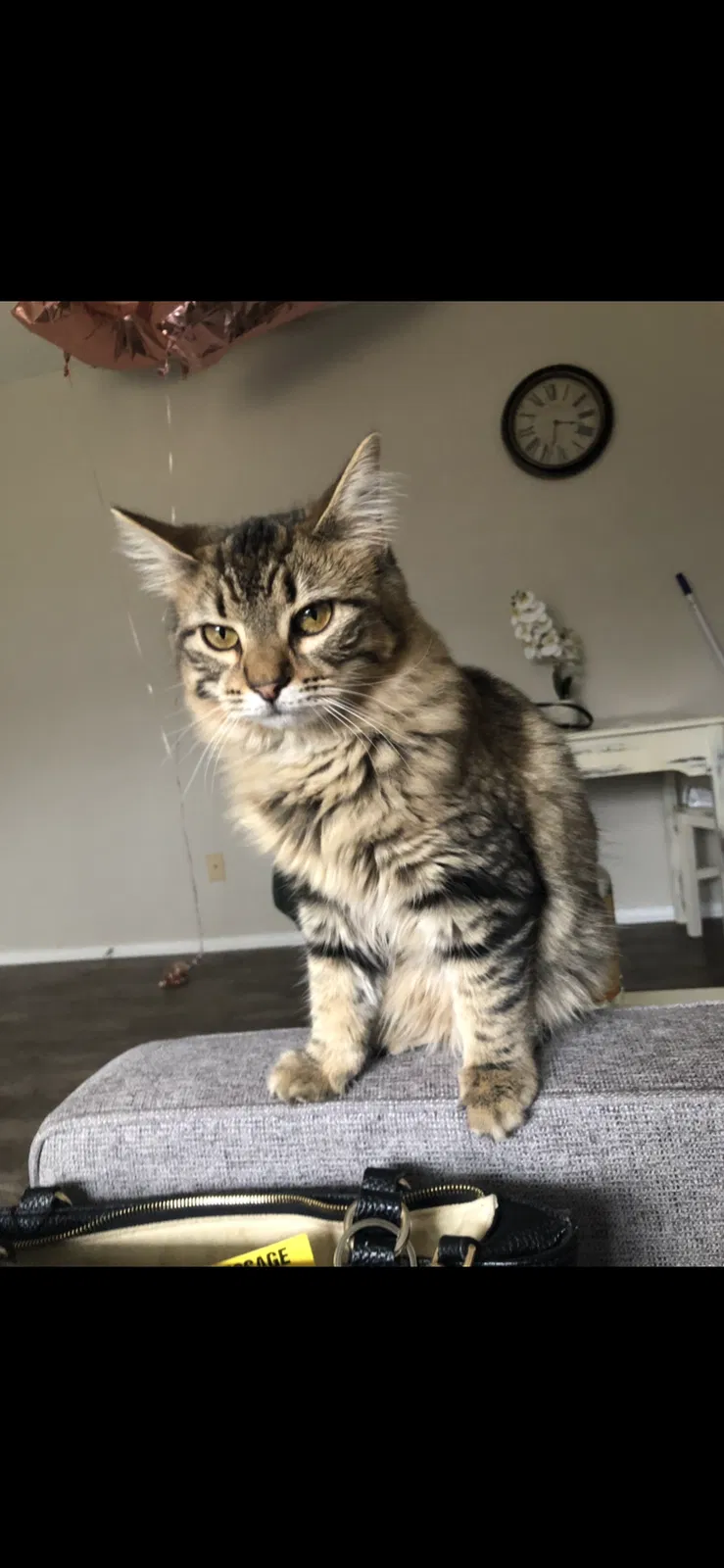 Lost cat in Columbus, OH, 43203