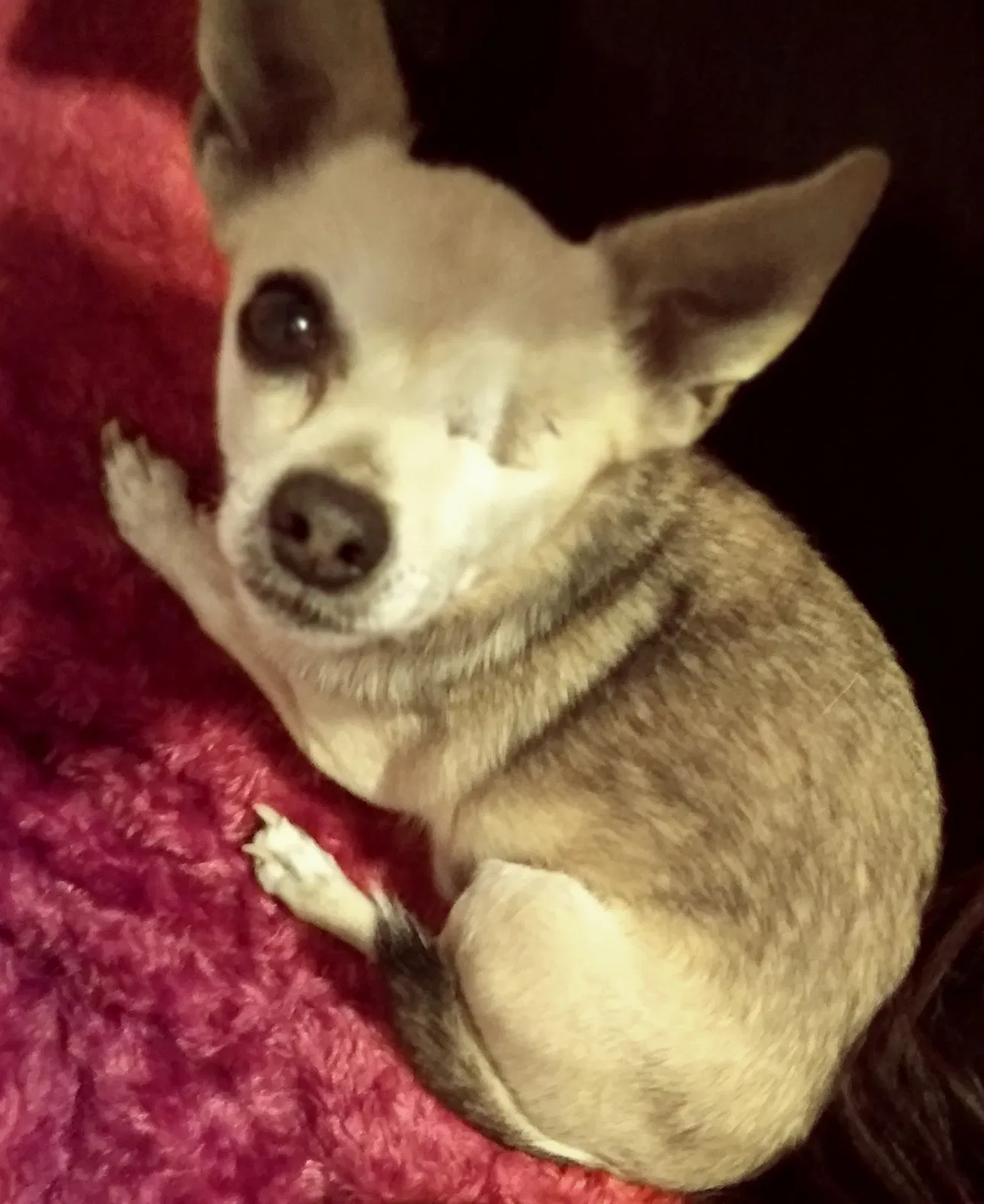 Lost dog in Pueblo, CO, 81001
