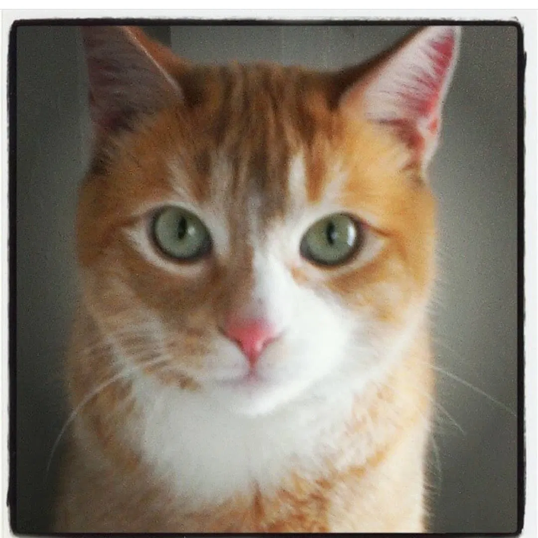 Lost cat in Central Point, OR, 97502