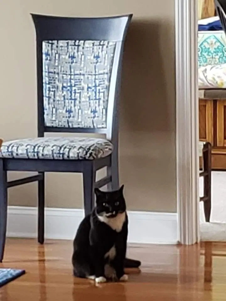 Lost cat in Weaverville, NC, 28787