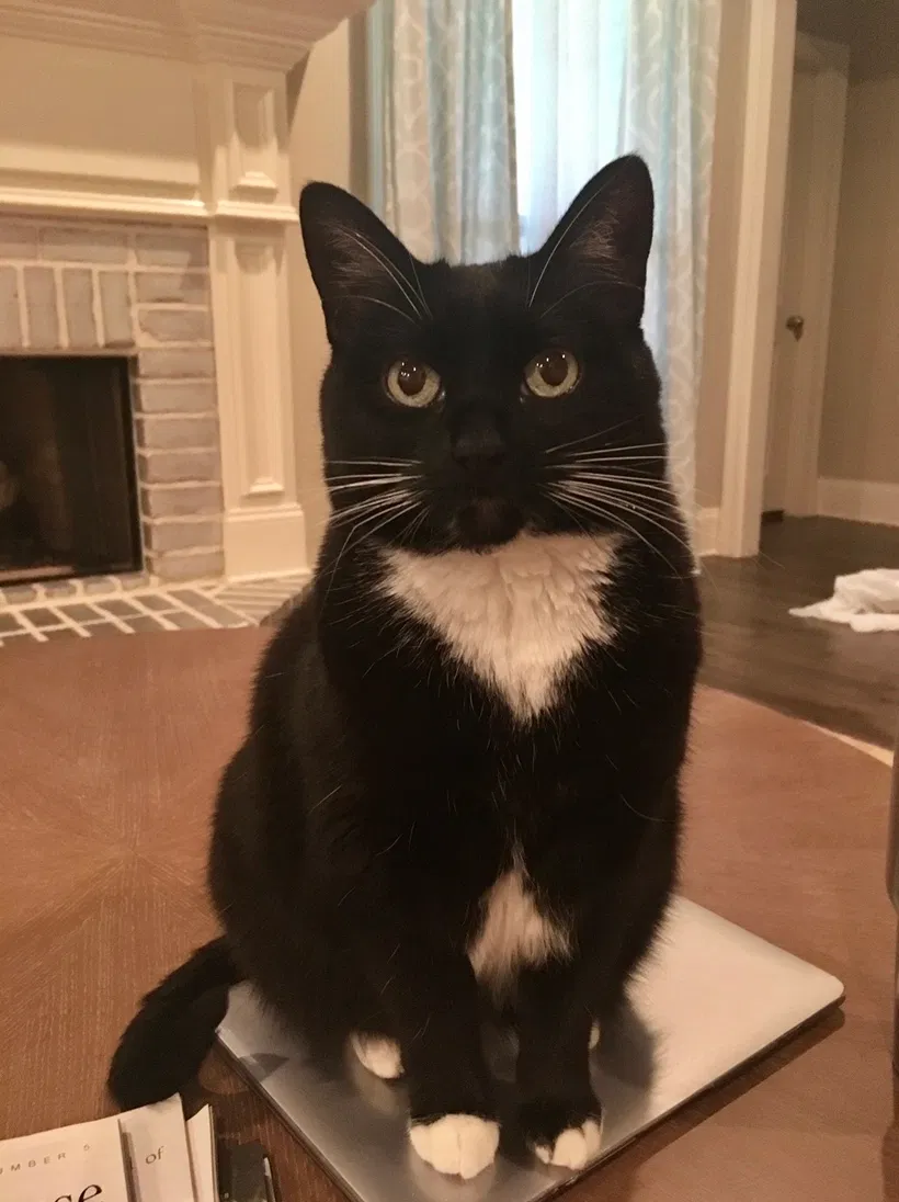 Lost cat in Madisonville, LA, 70447