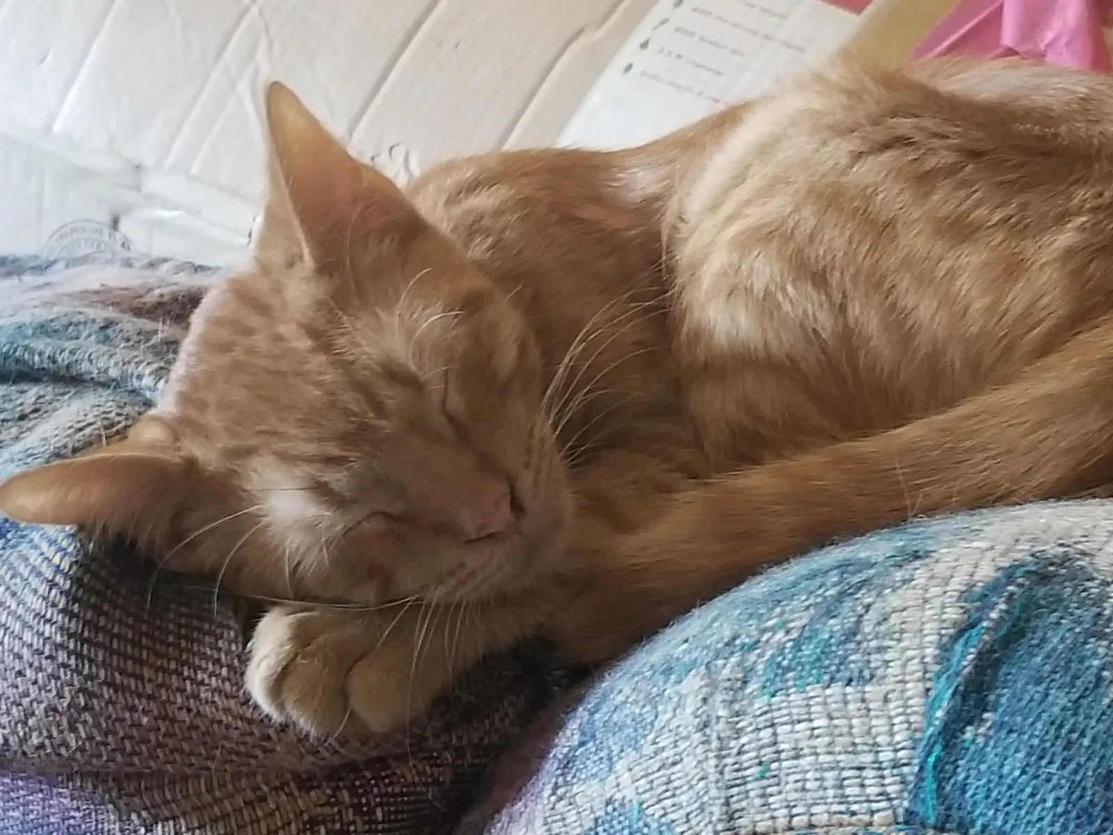 Lost cat in San Antonio, TX, 78213