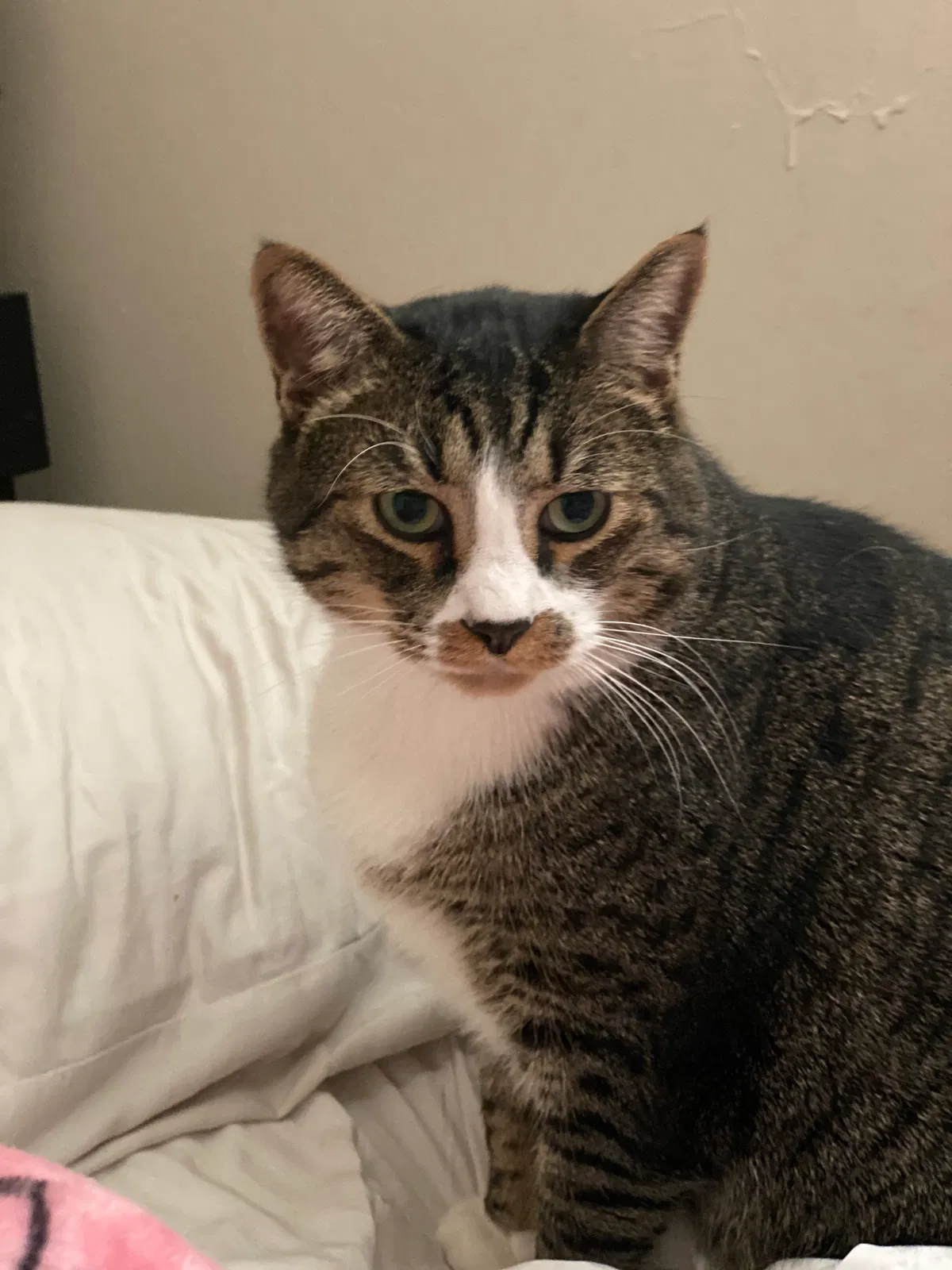 Lost cat in Portland, OR, 97220
