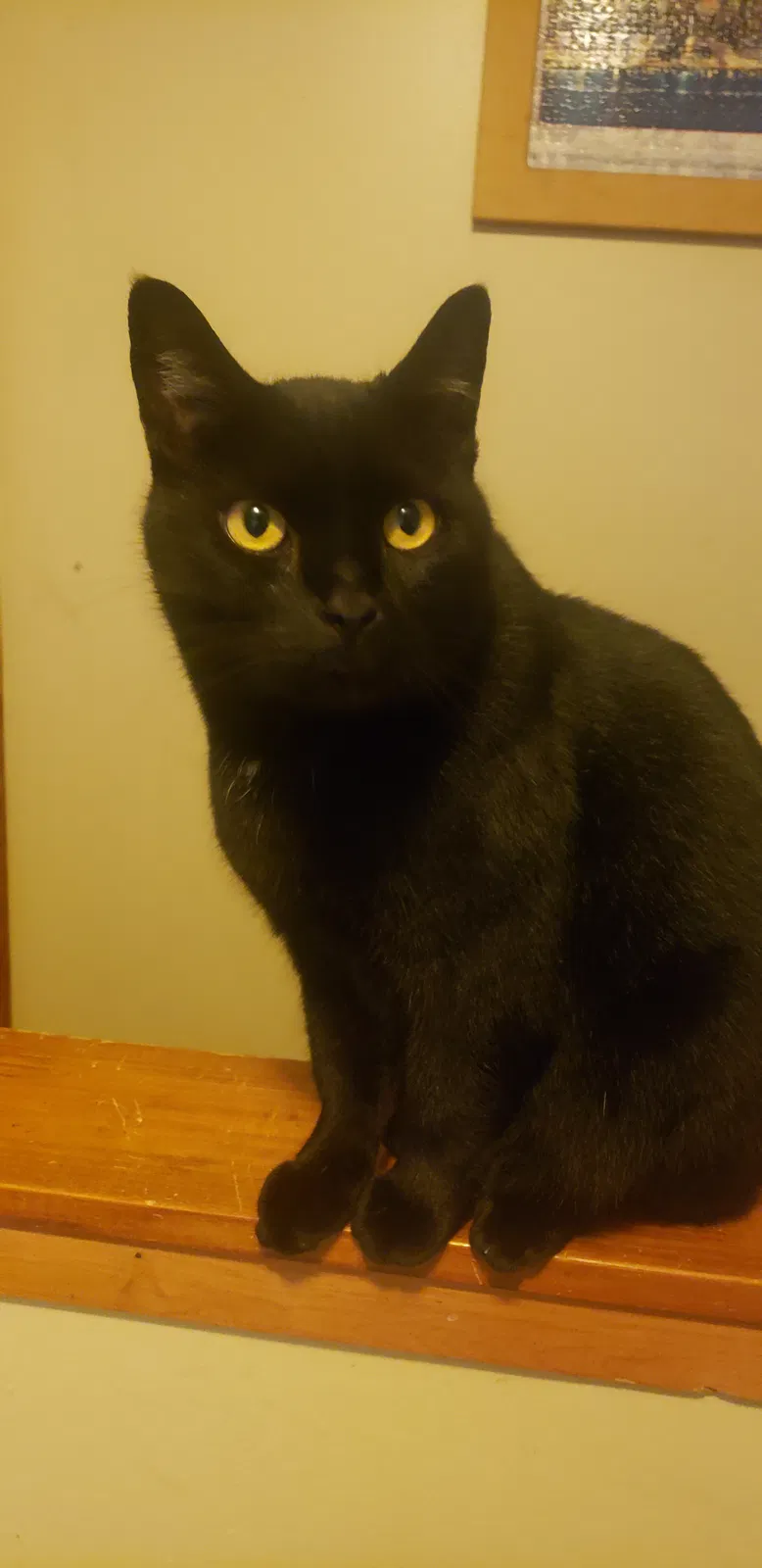 Lost cat in Columbus, OH, 43224