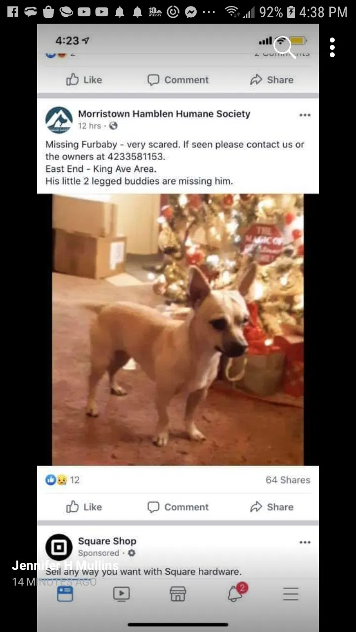 Lost dog in Morristown, TN, 37814
