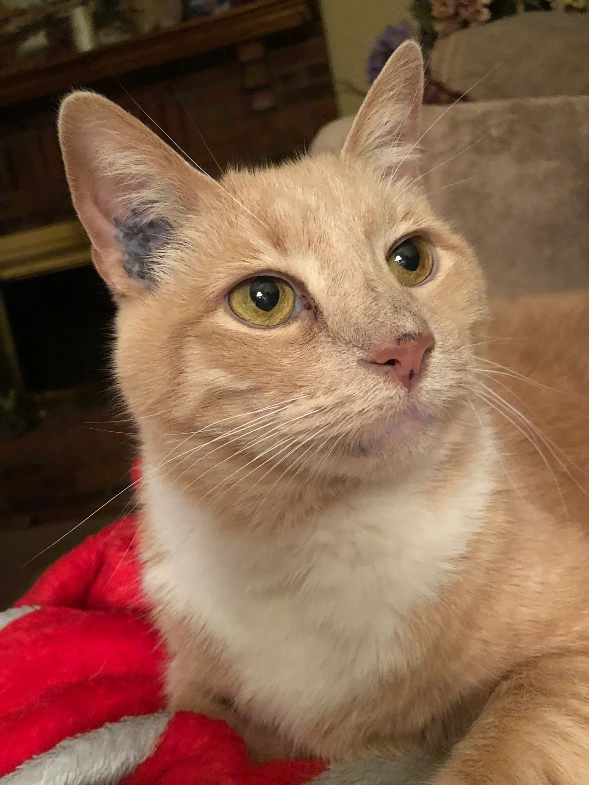 Lost cat in Kingsport, TN, 37664