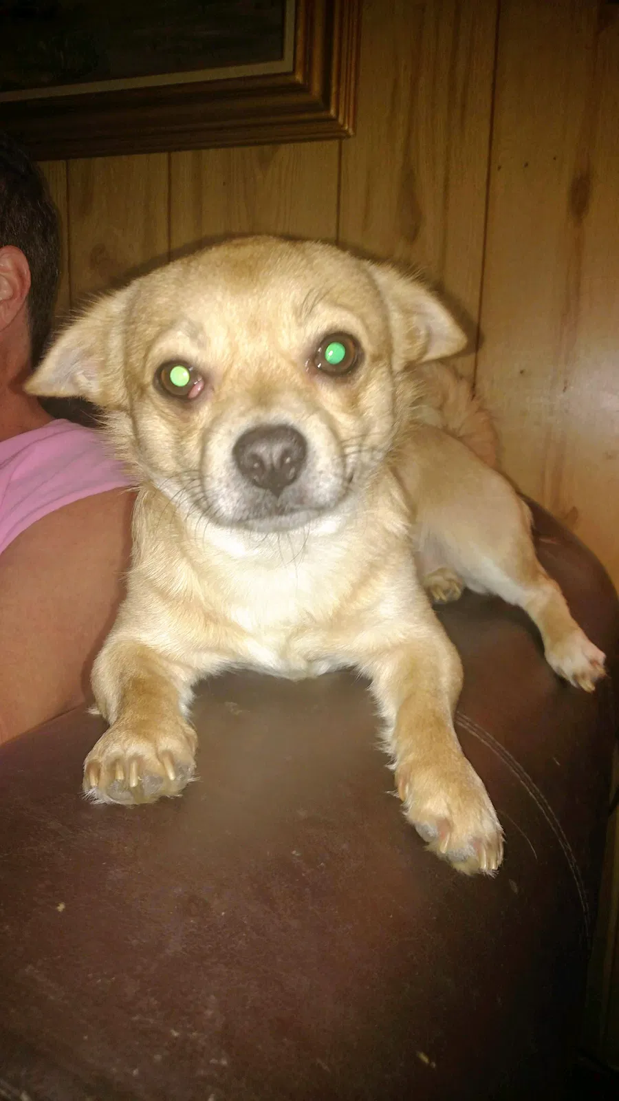 Lost dog in Kannapolis, NC, 28083