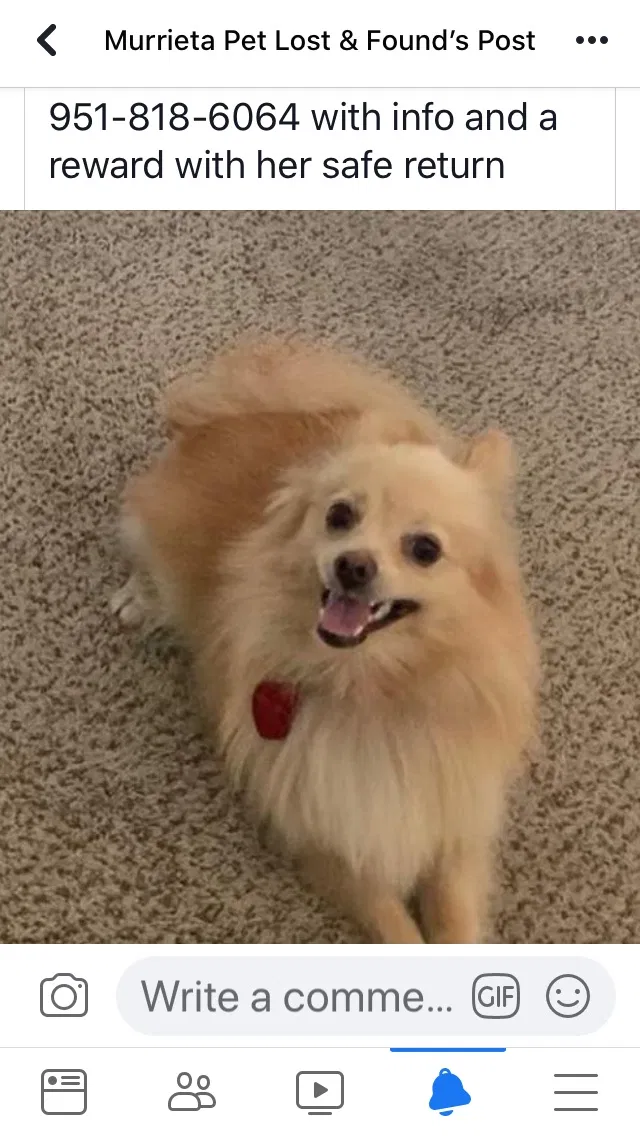 Lost dog in Sun City, CA, 92587