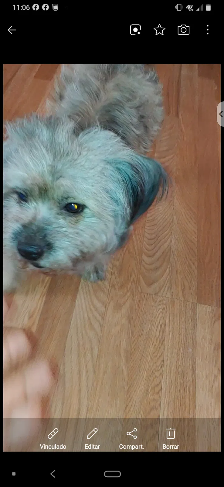 Lost dog in Hilton Head Island, SC, 29926