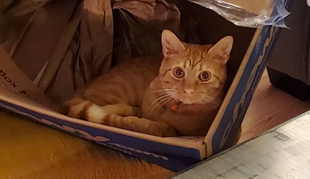 Lost cat in Unknown, NC, 29739