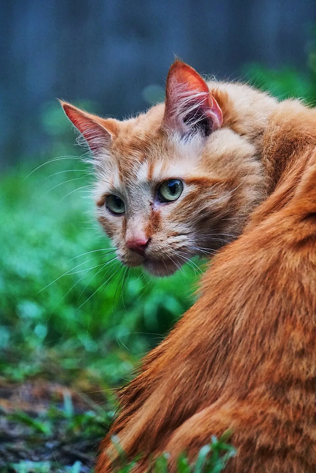 Lost cat in Gulfport, MS, 39503