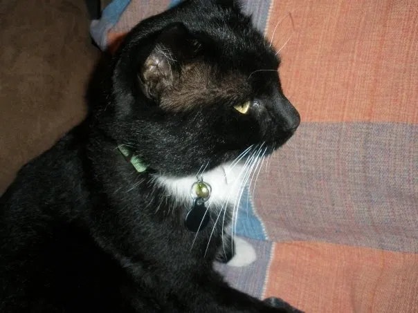 Lost cat in Albuquerque, NM, 87108