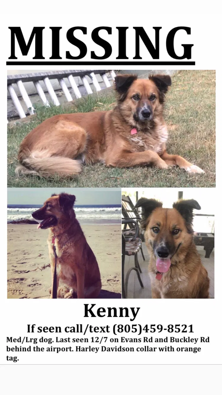 Lost dog in San Luis Obispo, CA, 93401