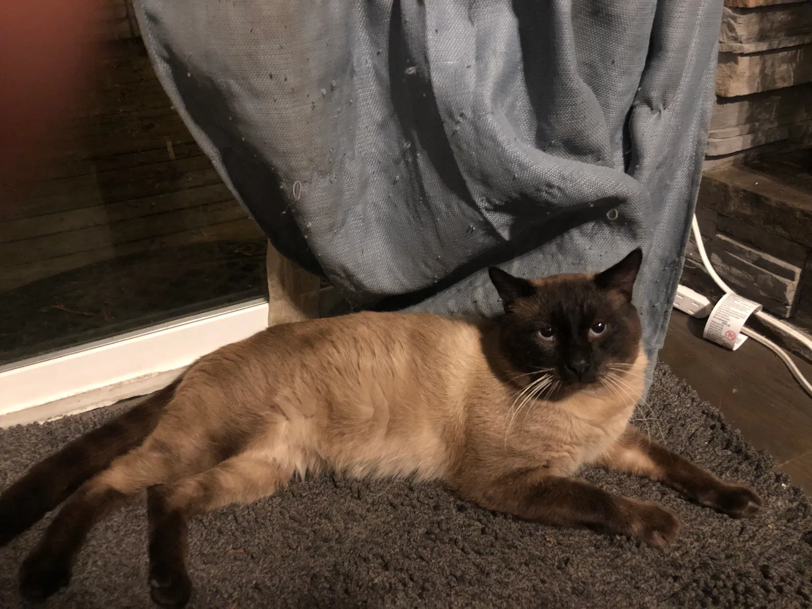 Lost cat in Everett, WA, 98208