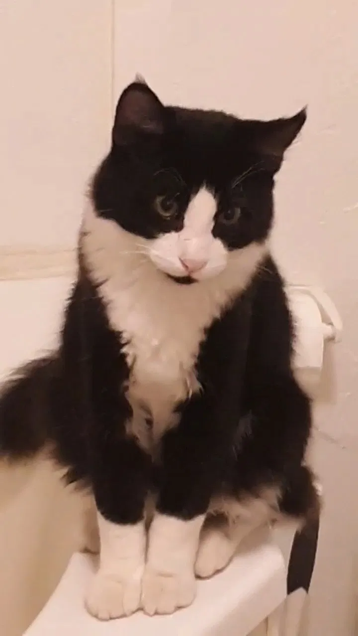 Lost cat in Roseville, CA, 95678