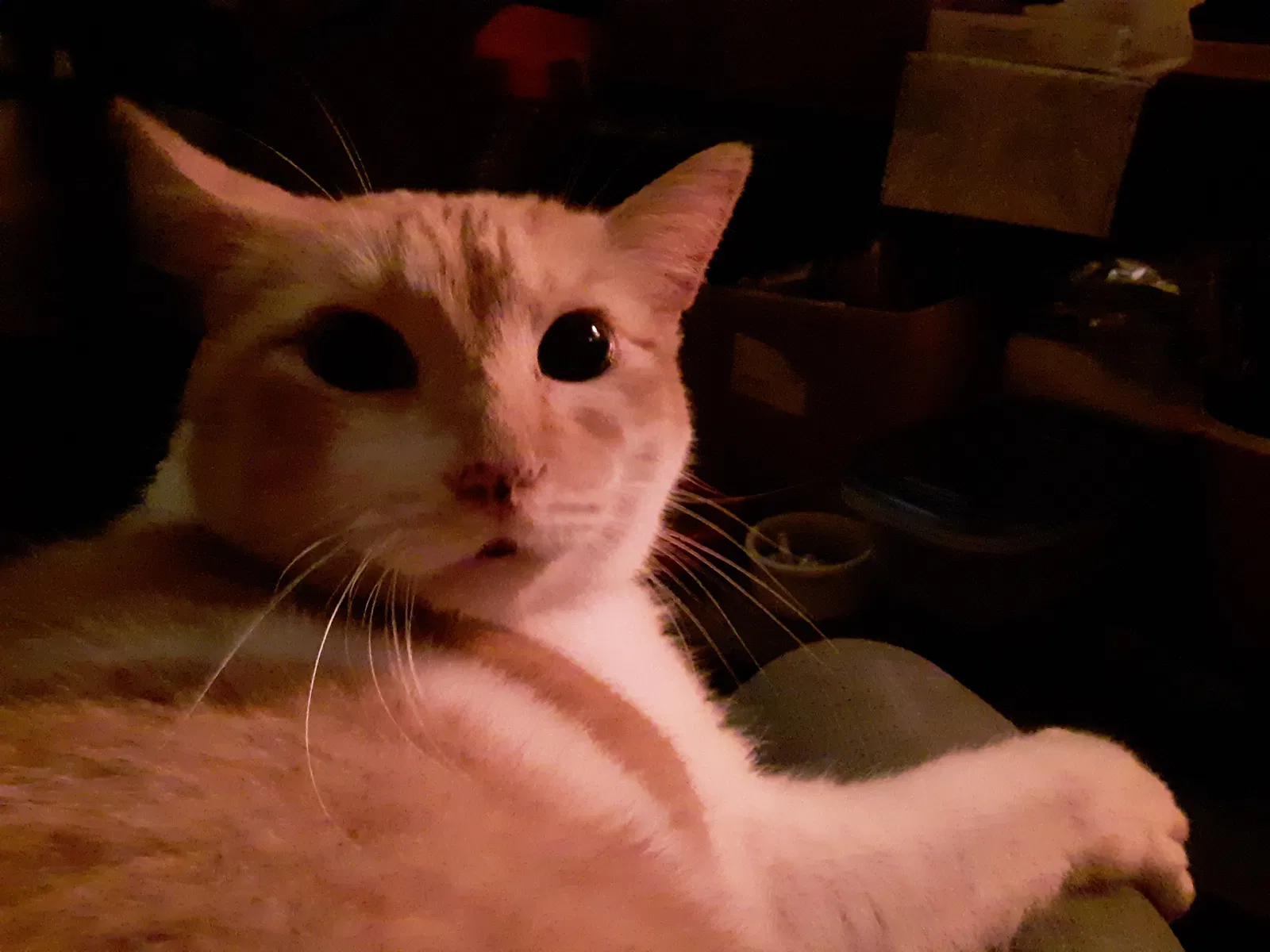 Lost cat in Fulton, MO, 65251