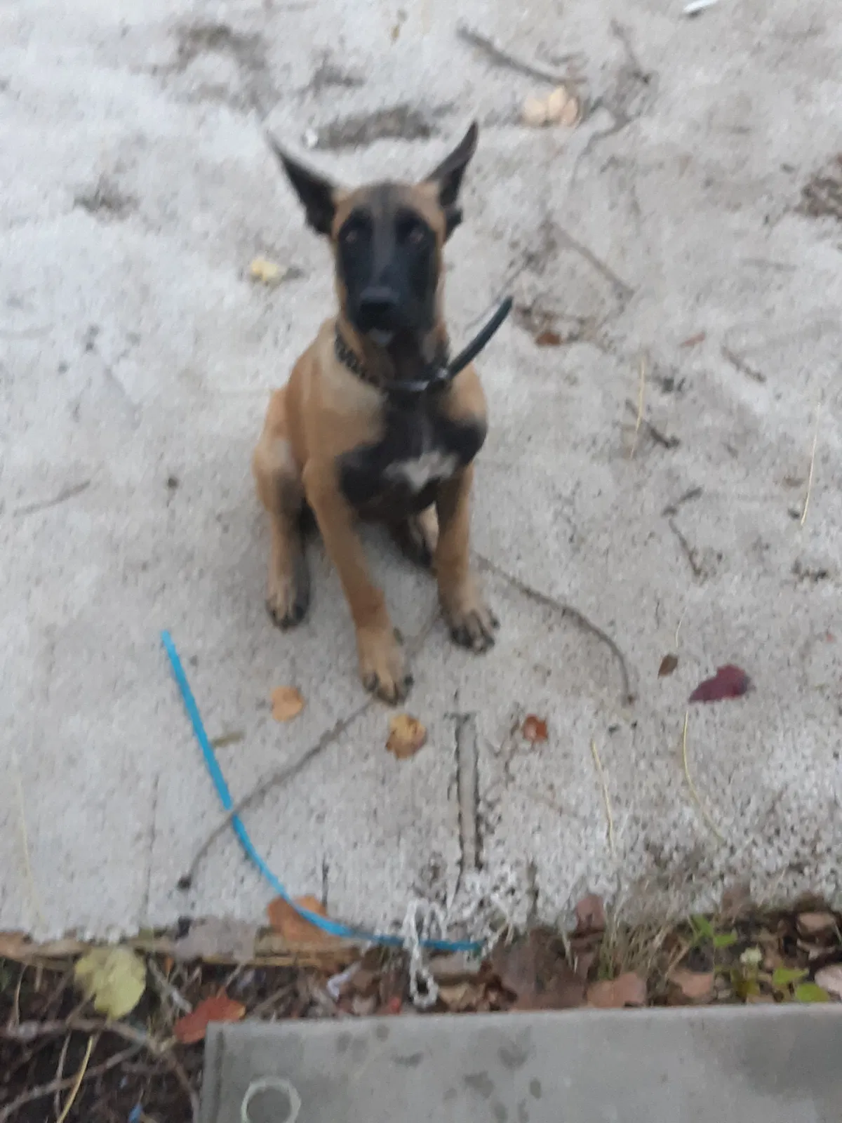 Lost dog in Waco, TX, 76704