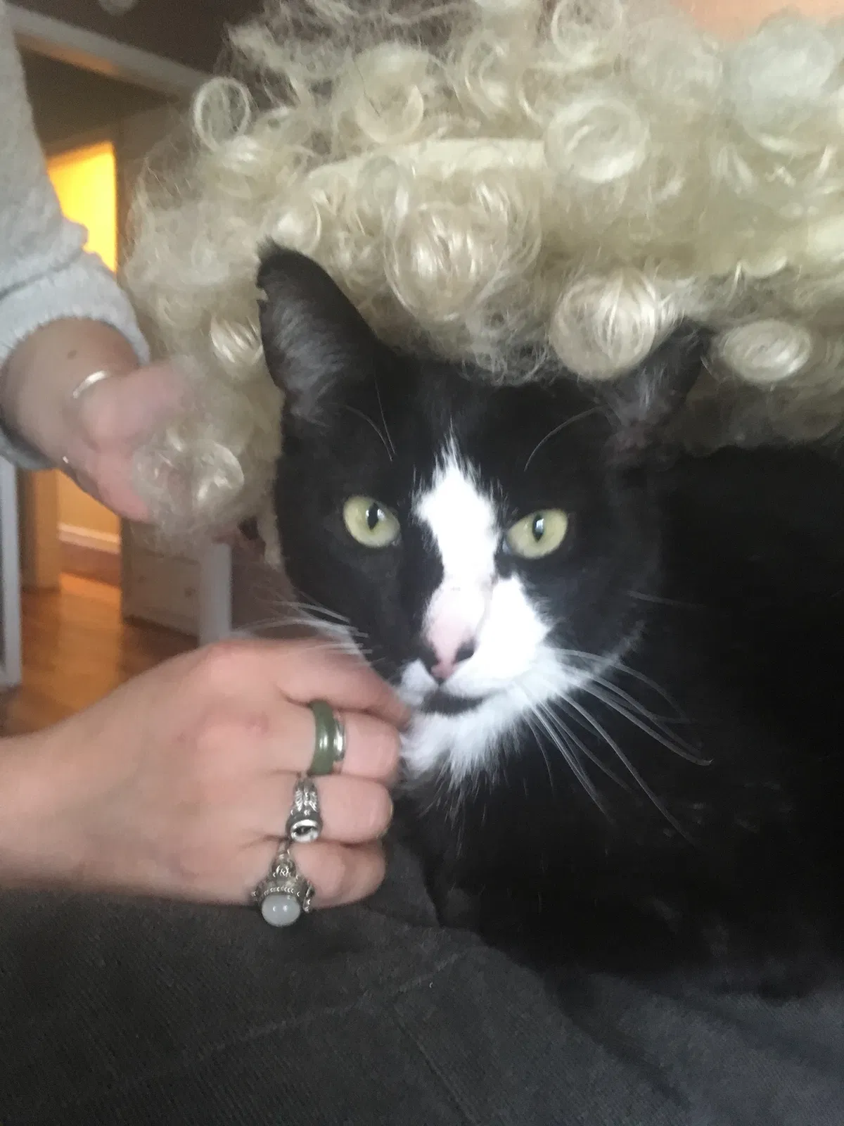 Lost cat in Portland, OR, 97206