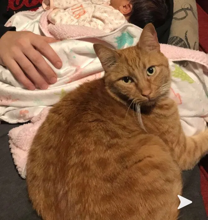 Lost cat in Tacoma, WA, 98466