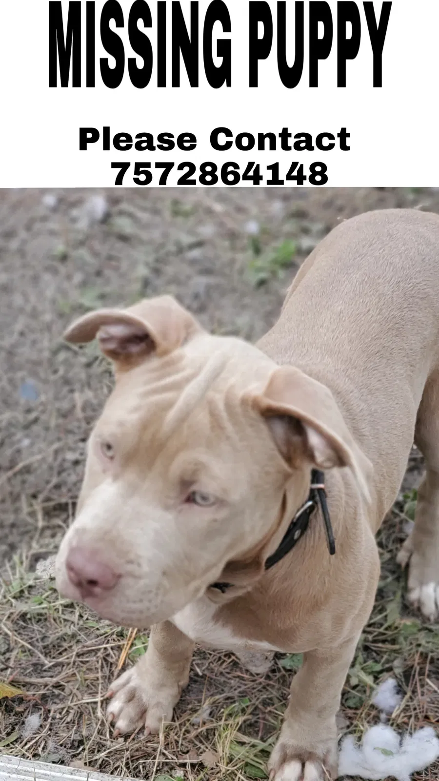 Lost dog in Virginia Beach, VA, 23452