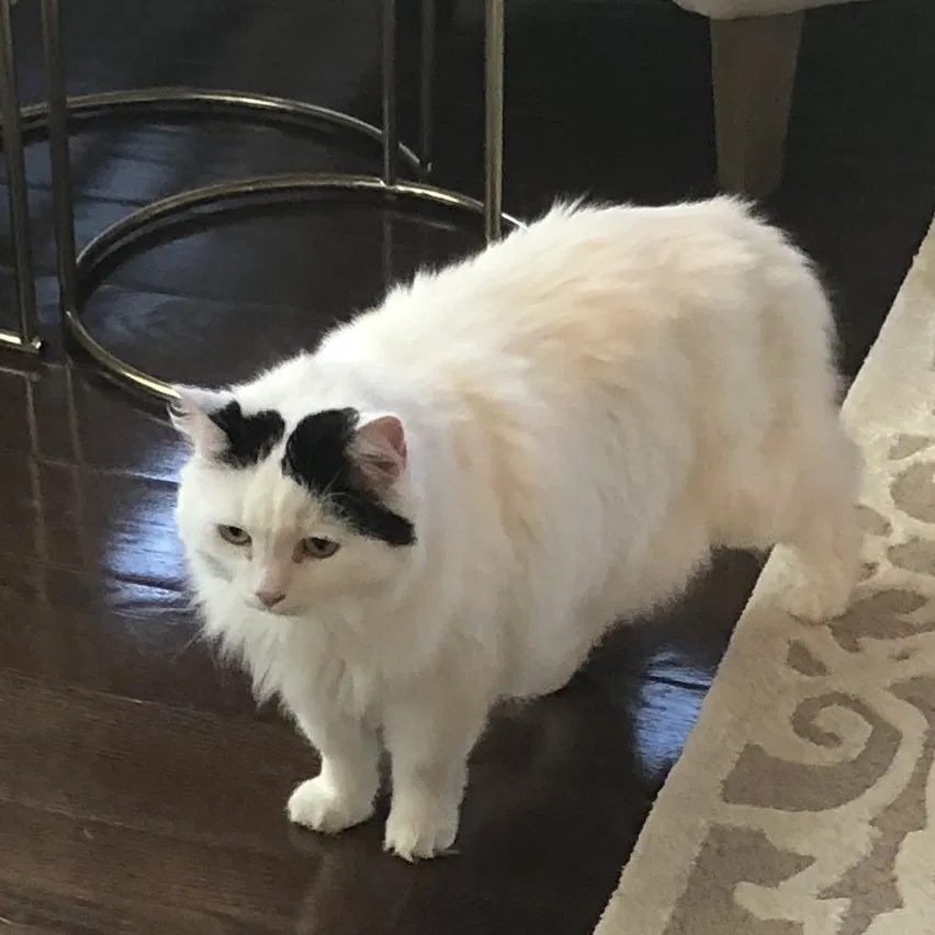 Lost cat in Edgewater, MD, 21037
