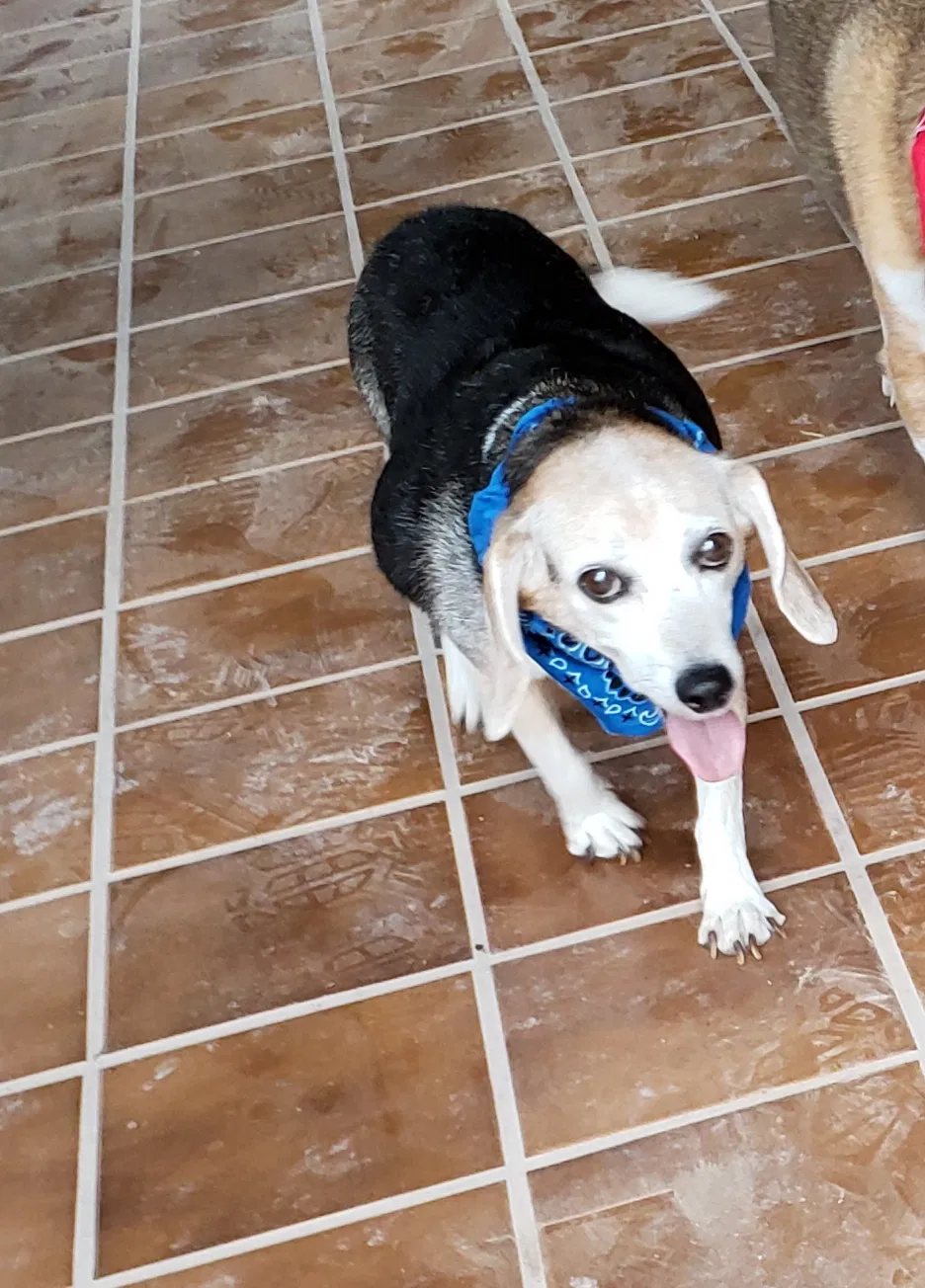 Lost dog in Mesilla Park, NM, 88047