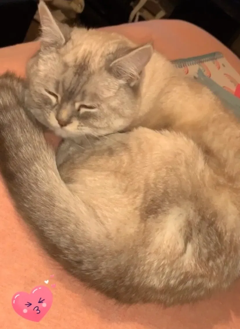 Lost cat in Colorado Springs, CO, 80910