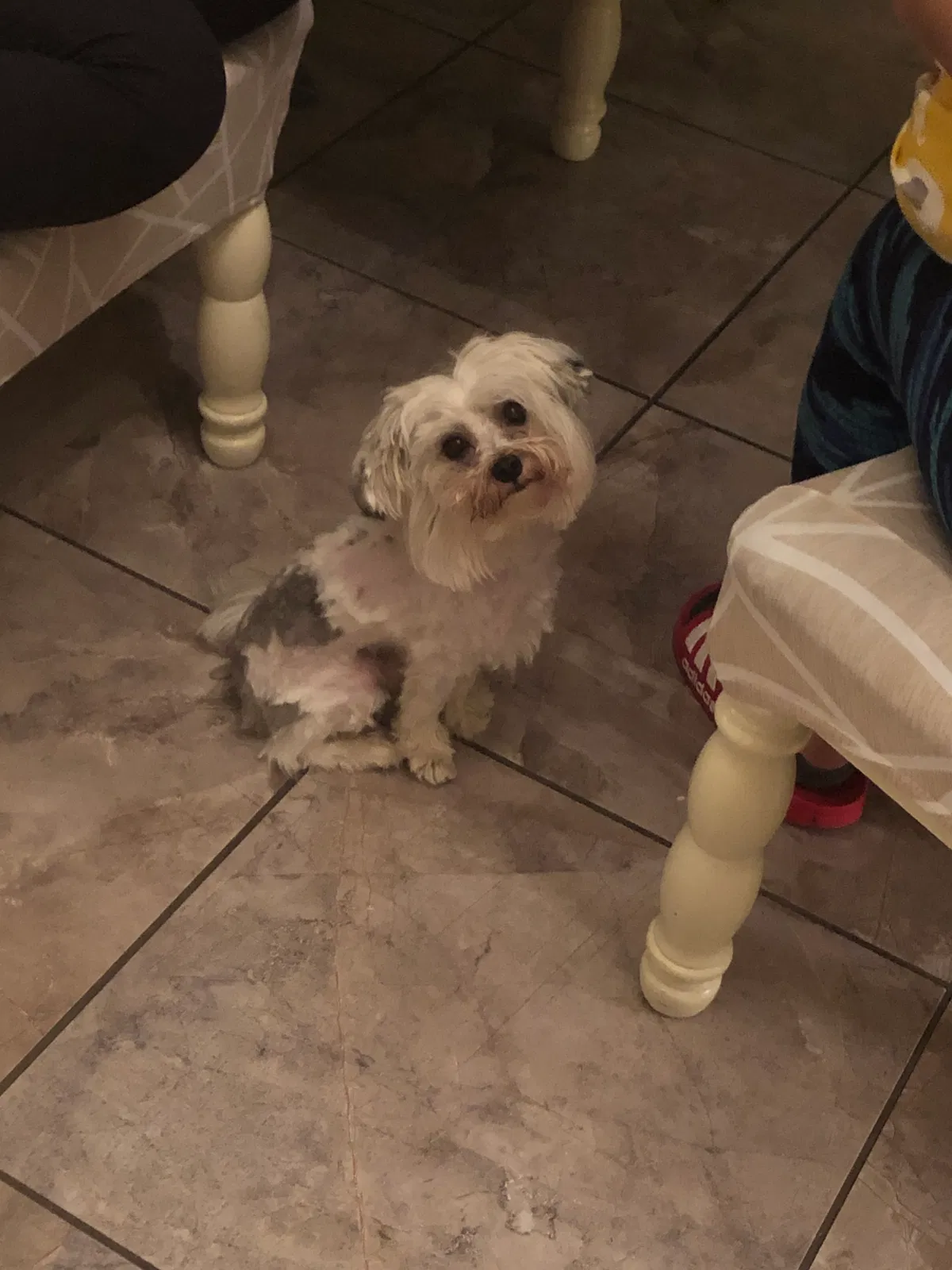 Lost dog in Fort Worth, TX, 76134