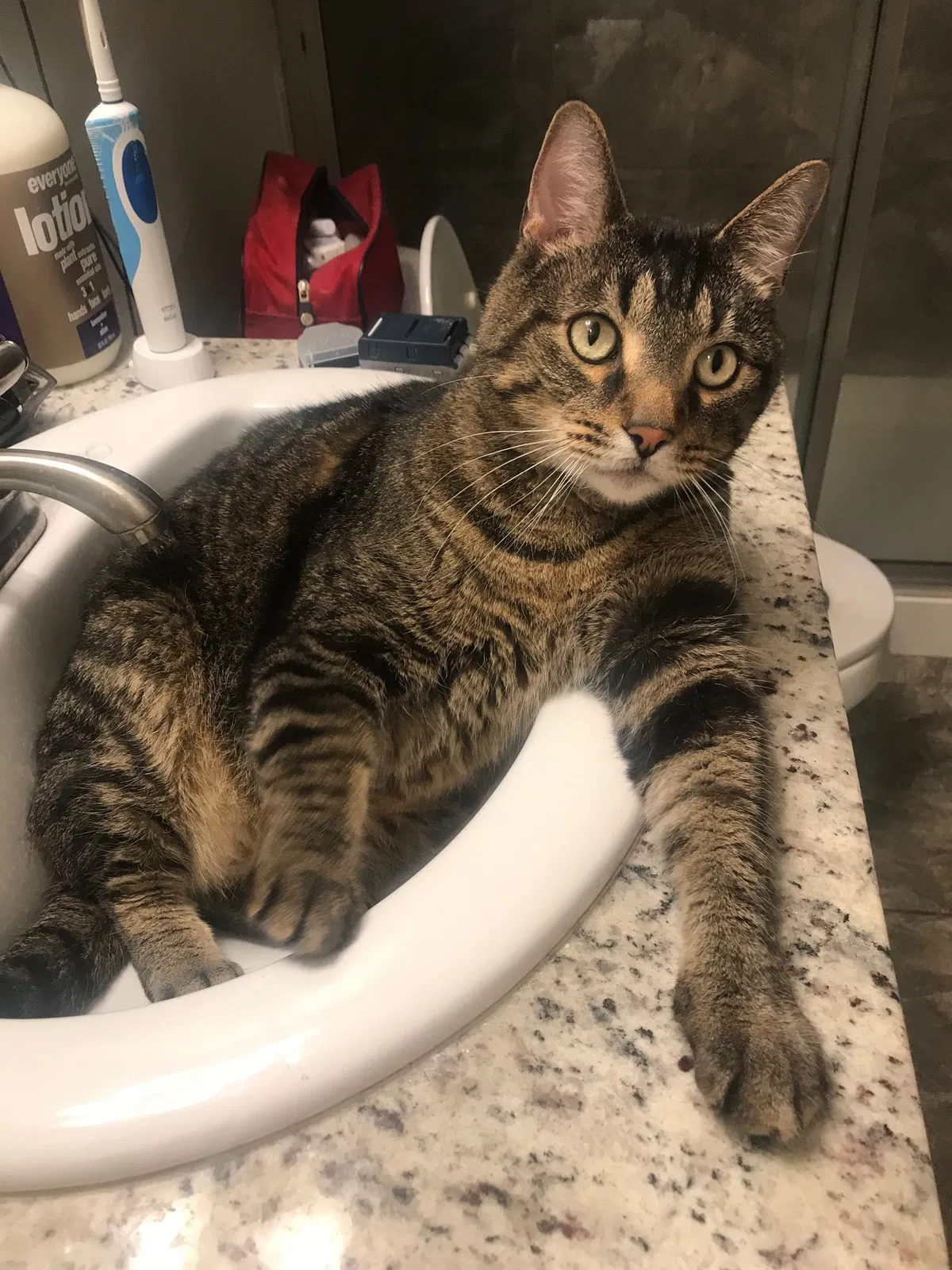 Lost cat in Centerton, AR, 72719